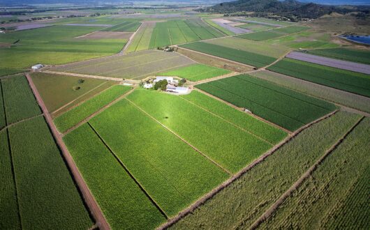Tourism pictures canefields